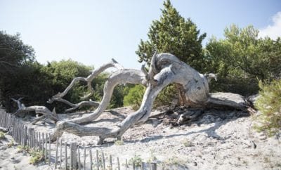 Le désert des Agriates
